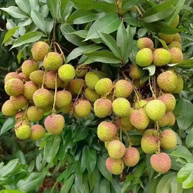 灵山荔枝批发零售