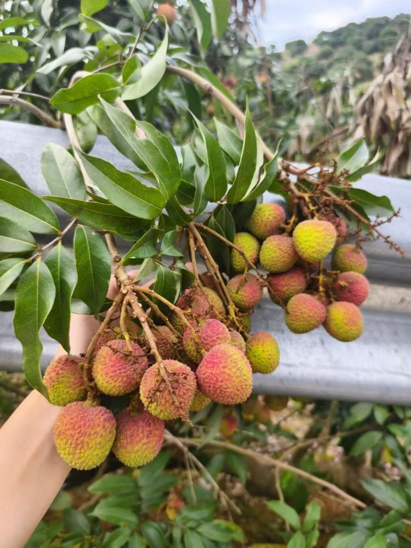 灵山荔枝批发零售