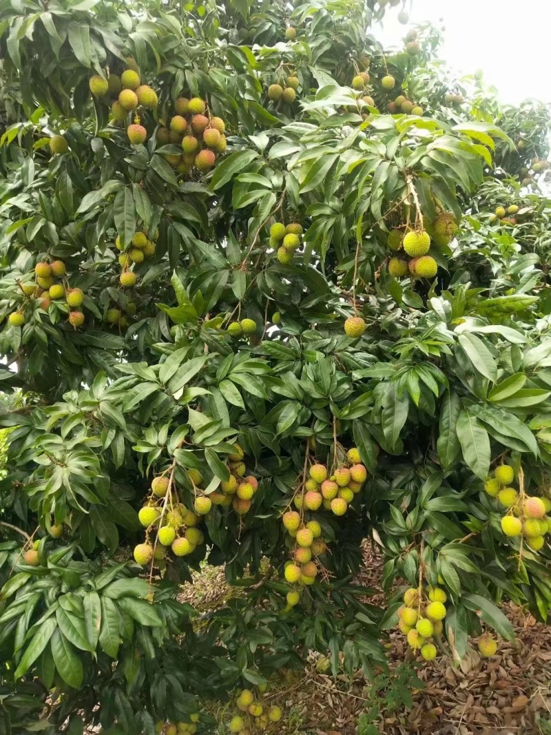 灵山荔枝批发零售
