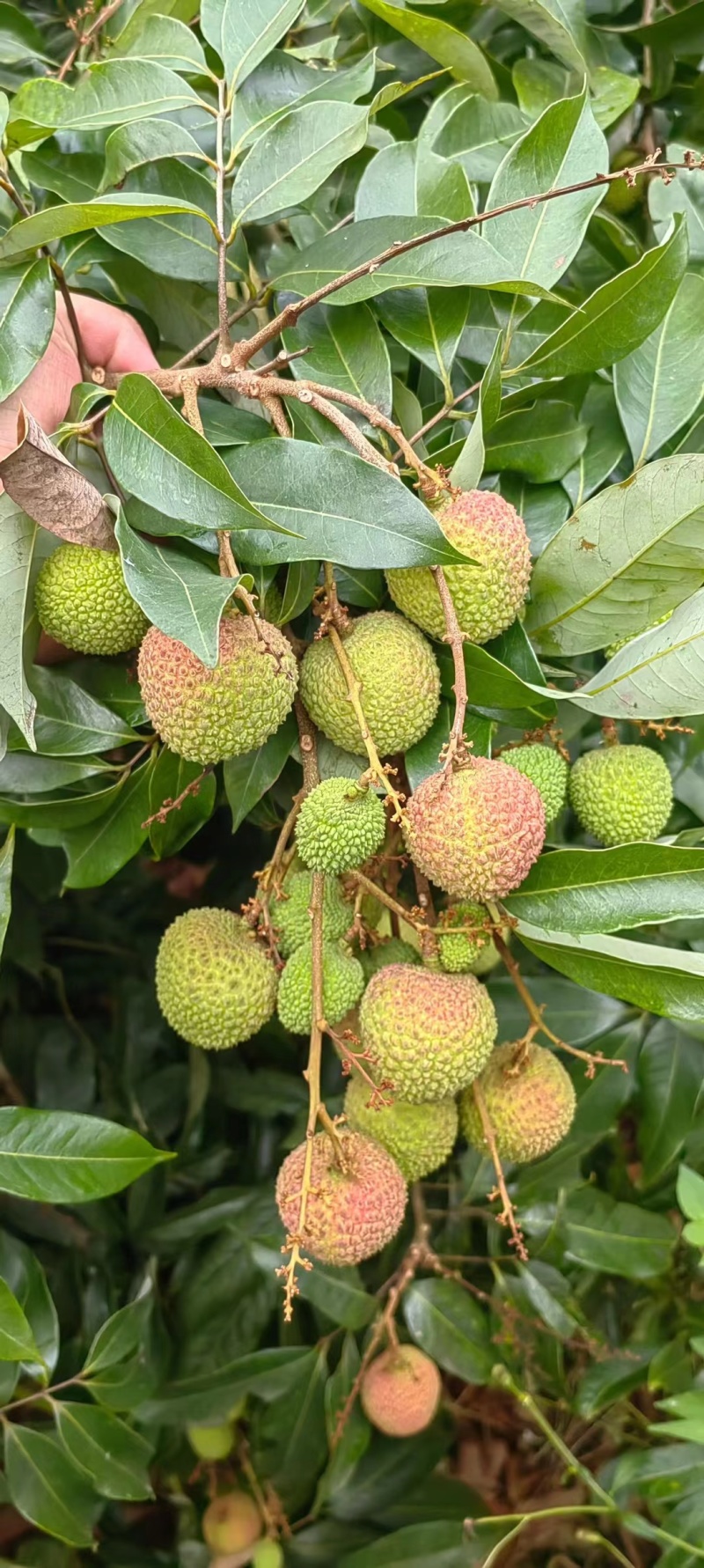 灵山荔枝批发零售