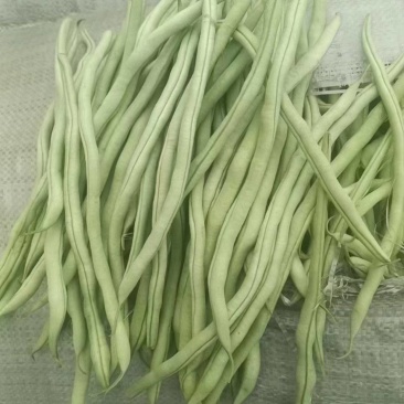 豆王