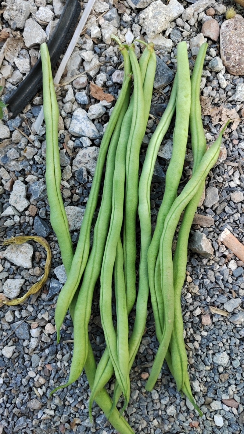 豆王