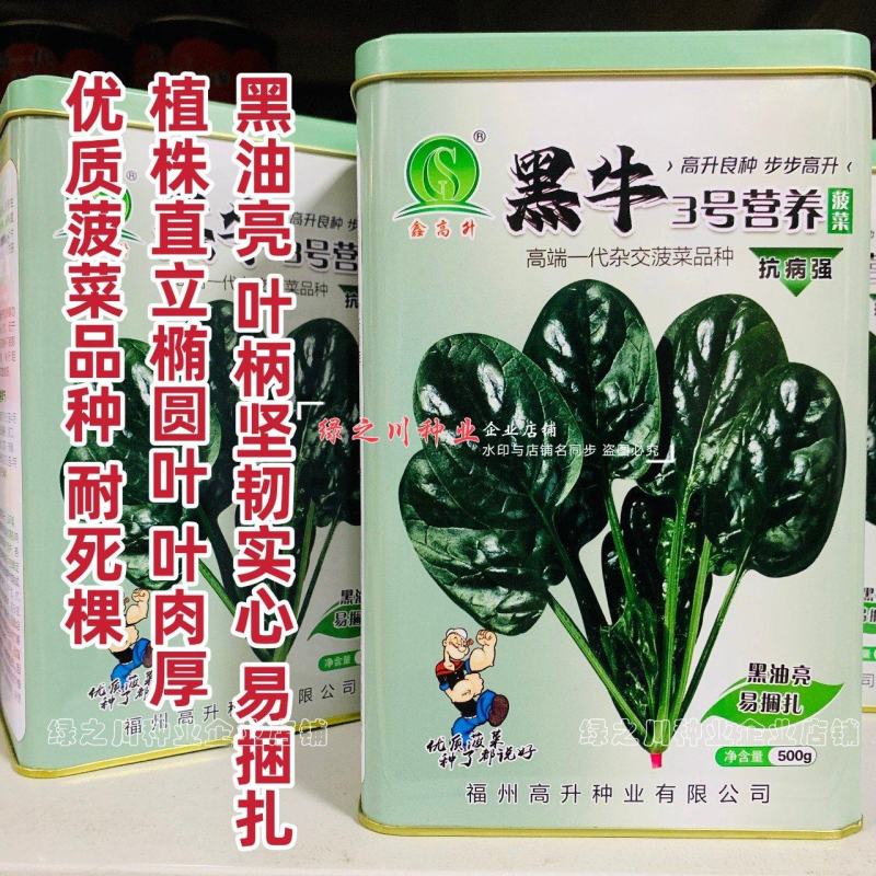 黑牛黑油亮菠菜种子四季蔬菜种子耐抽苔耐死棵直立椭圆叶菠菜