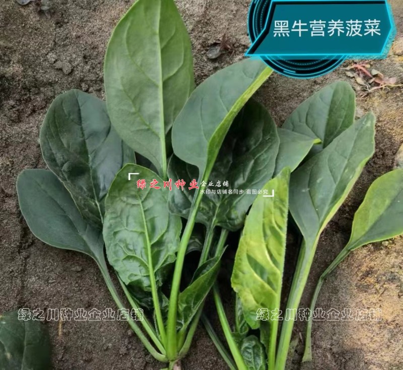 黑牛黑油亮菠菜种子四季蔬菜种子耐抽苔耐死棵直立椭圆叶菠菜