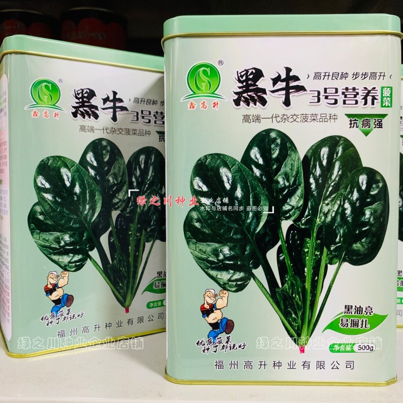 黑牛黑油亮菠菜种子四季蔬菜种子耐抽苔耐死棵直立椭圆叶菠菜