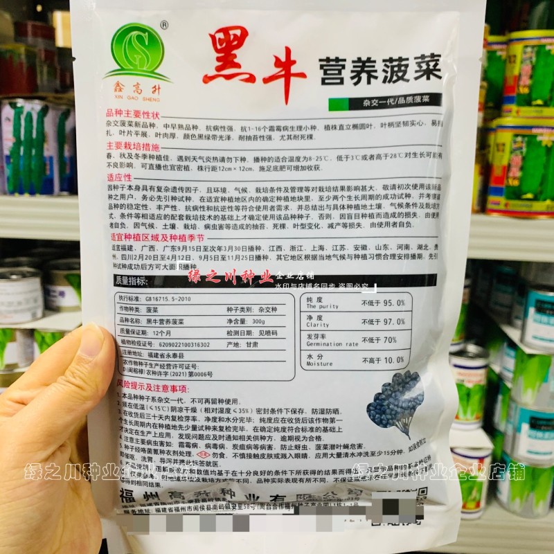 黑牛黑油亮菠菜种子四季蔬菜种子耐抽苔耐死棵直立椭圆叶菠菜