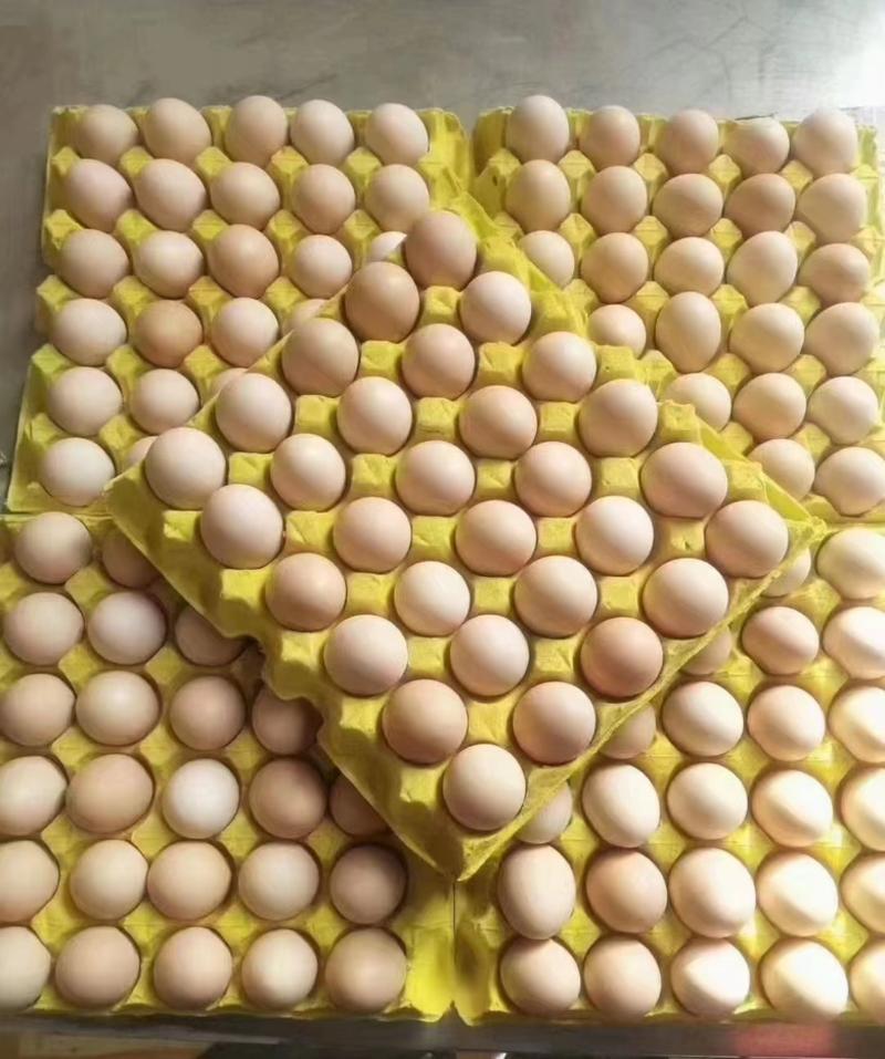 鸡蛋（柴鸡蛋）