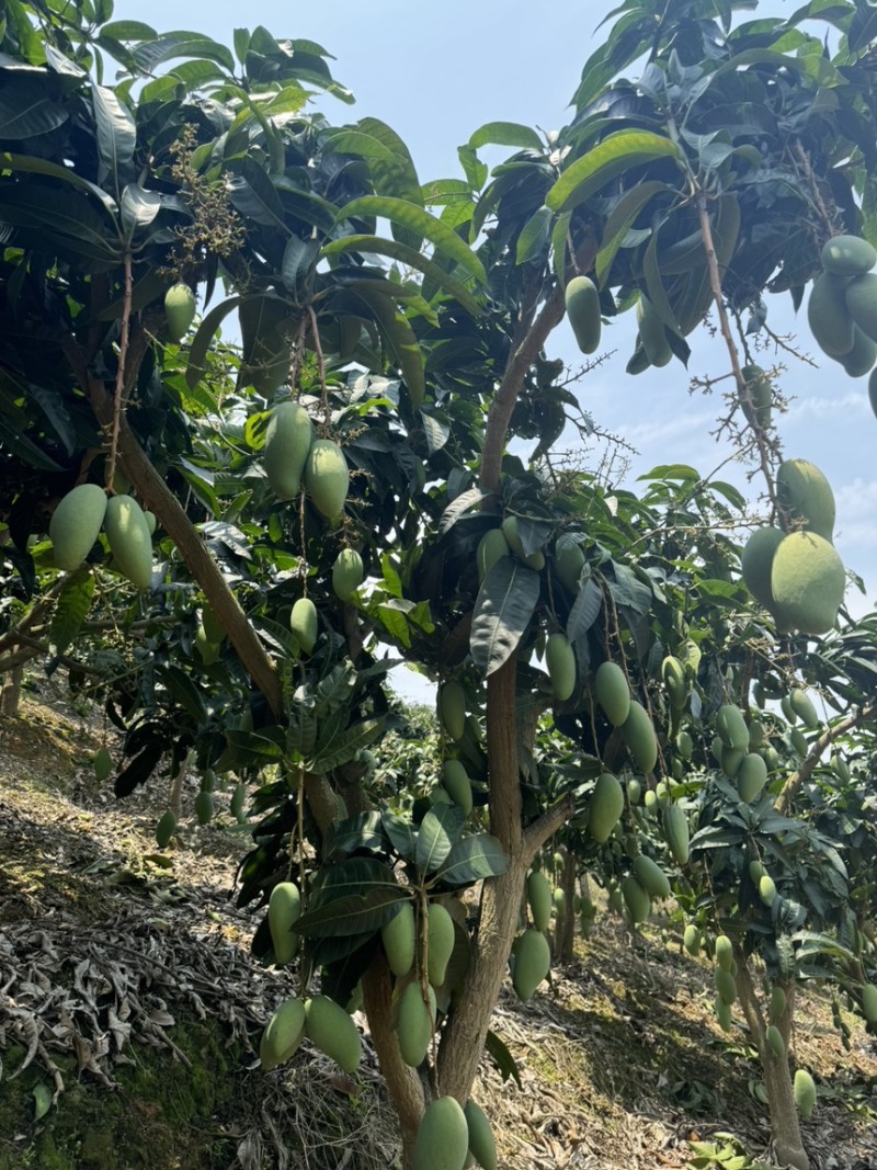 百色芒果/拼多多抖音/直播一件代发/果地一手货源