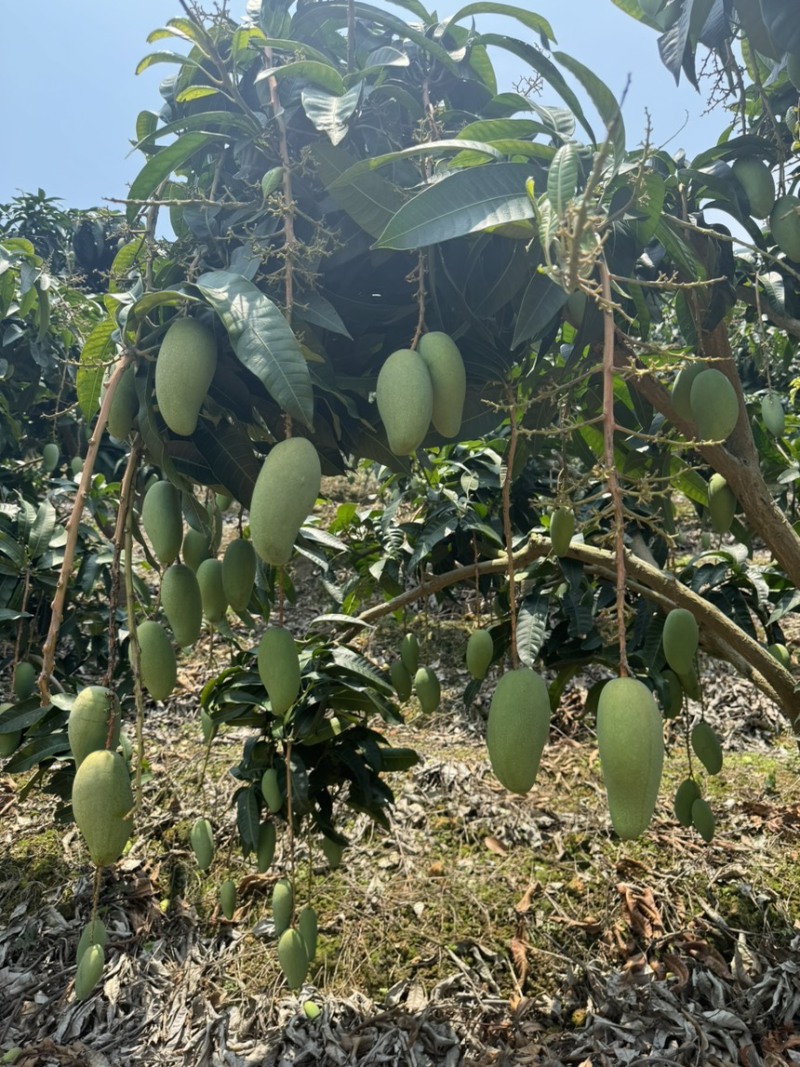 百色芒果/拼多多抖音/直播一件代发/果地一手货源