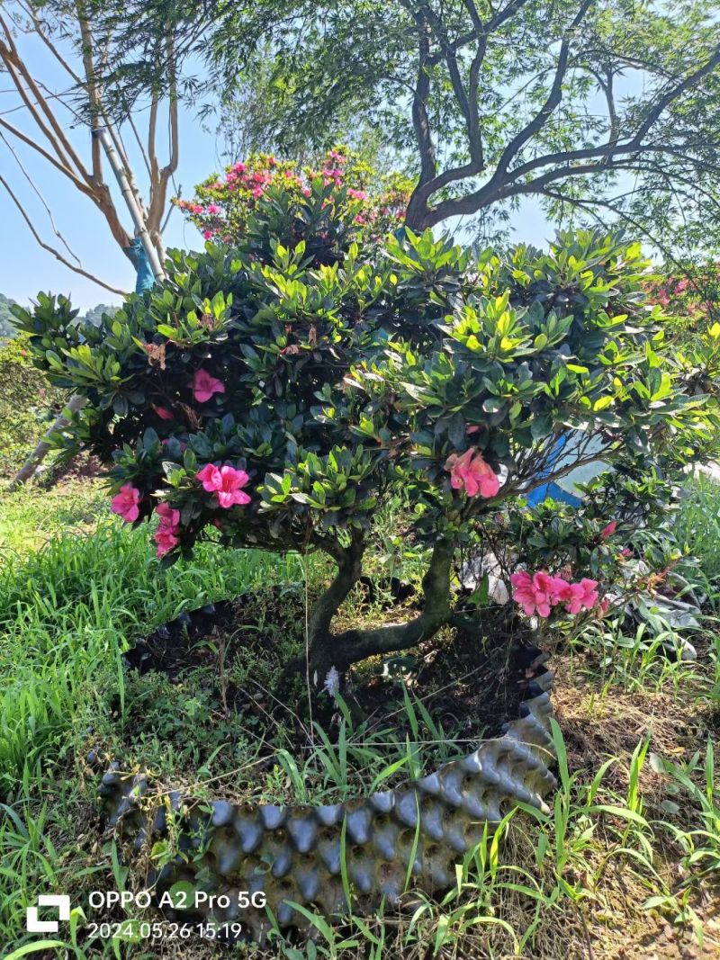 杜鹃异形杜鹃夏娟