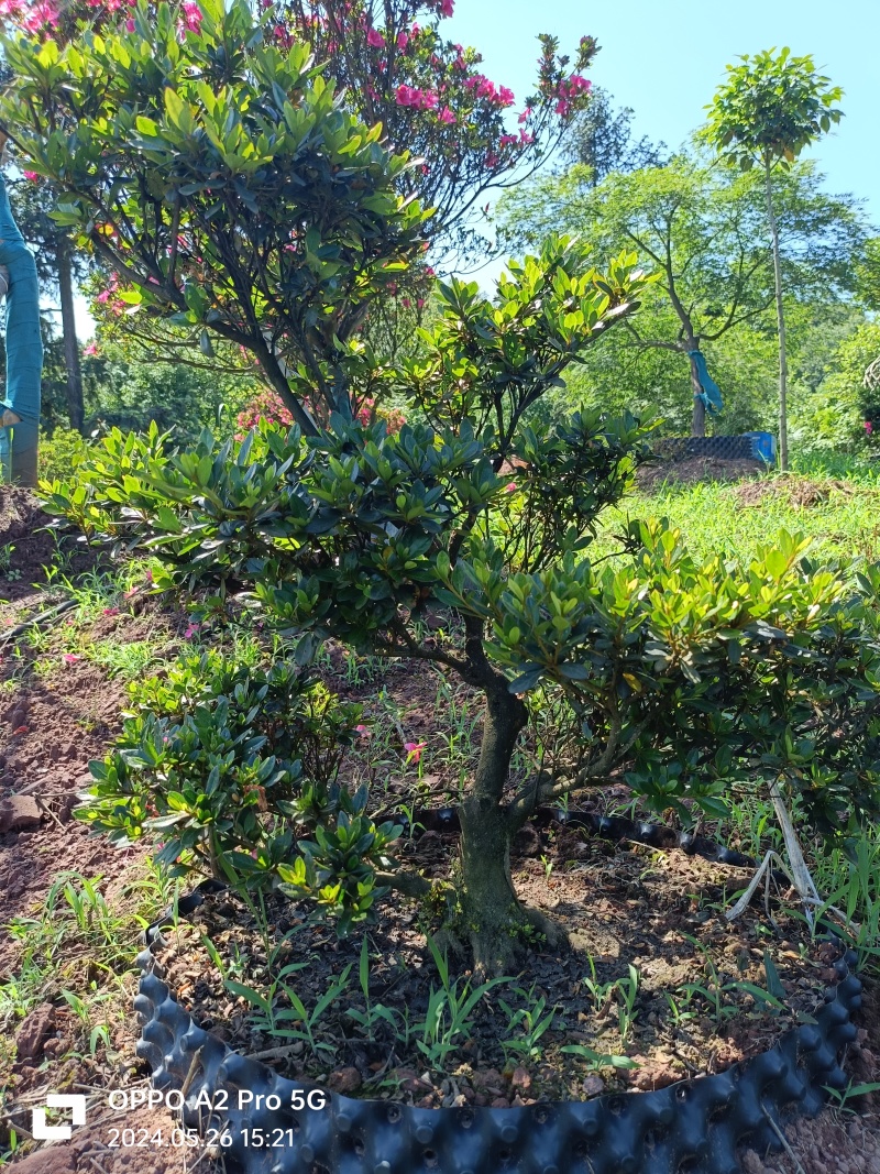 杜鹃异形杜鹃夏娟