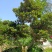 杜鹃异形杜鹃夏娟