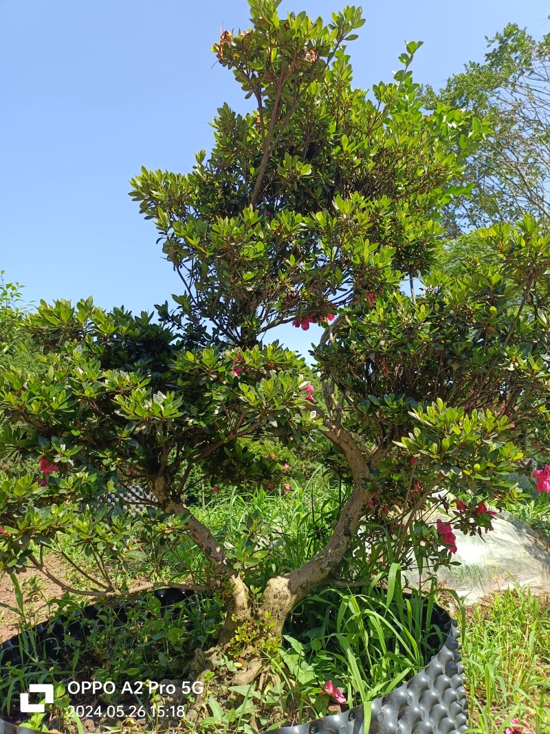 杜鹃异形杜鹃夏娟