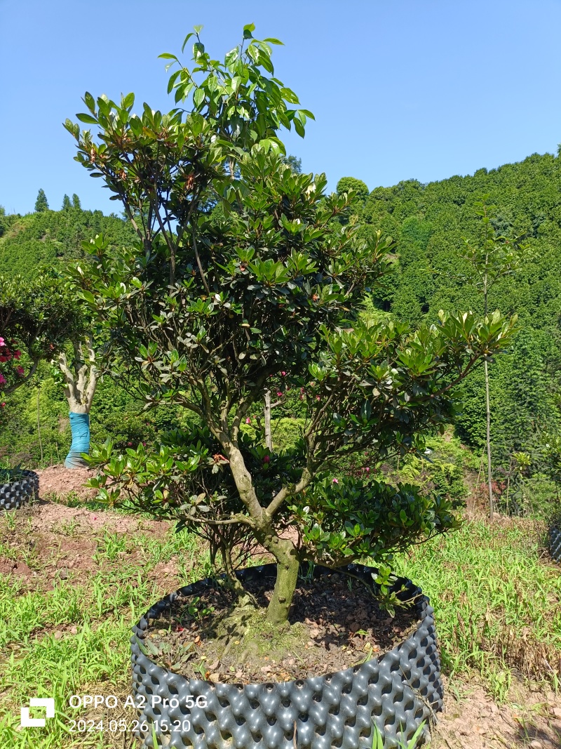 杜鹃异形杜鹃夏娟