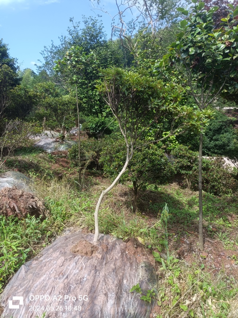 杜鹃异形杜鹃夏娟