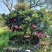 杜鹃异形杜鹃夏娟