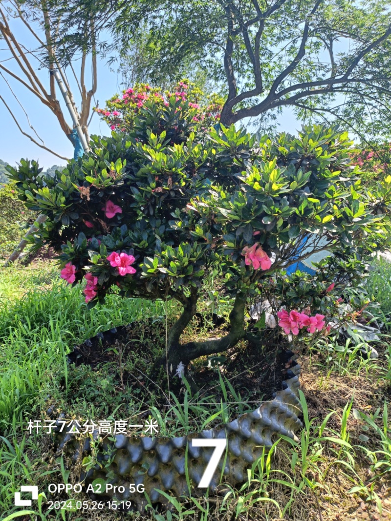 杜鹃异形杜鹃夏娟