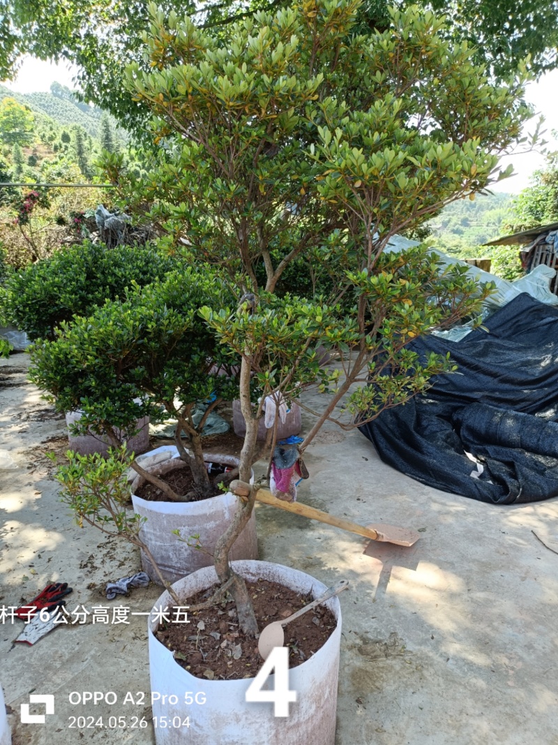 杜鹃异形杜鹃夏娟
