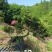 杜鹃异形杜鹃夏娟