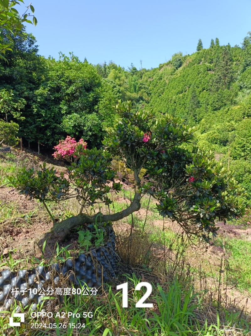 杜鹃异形杜鹃夏娟
