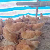 散养海兰褐蛋鸡目前两斤预计养到七八个月出栏处理