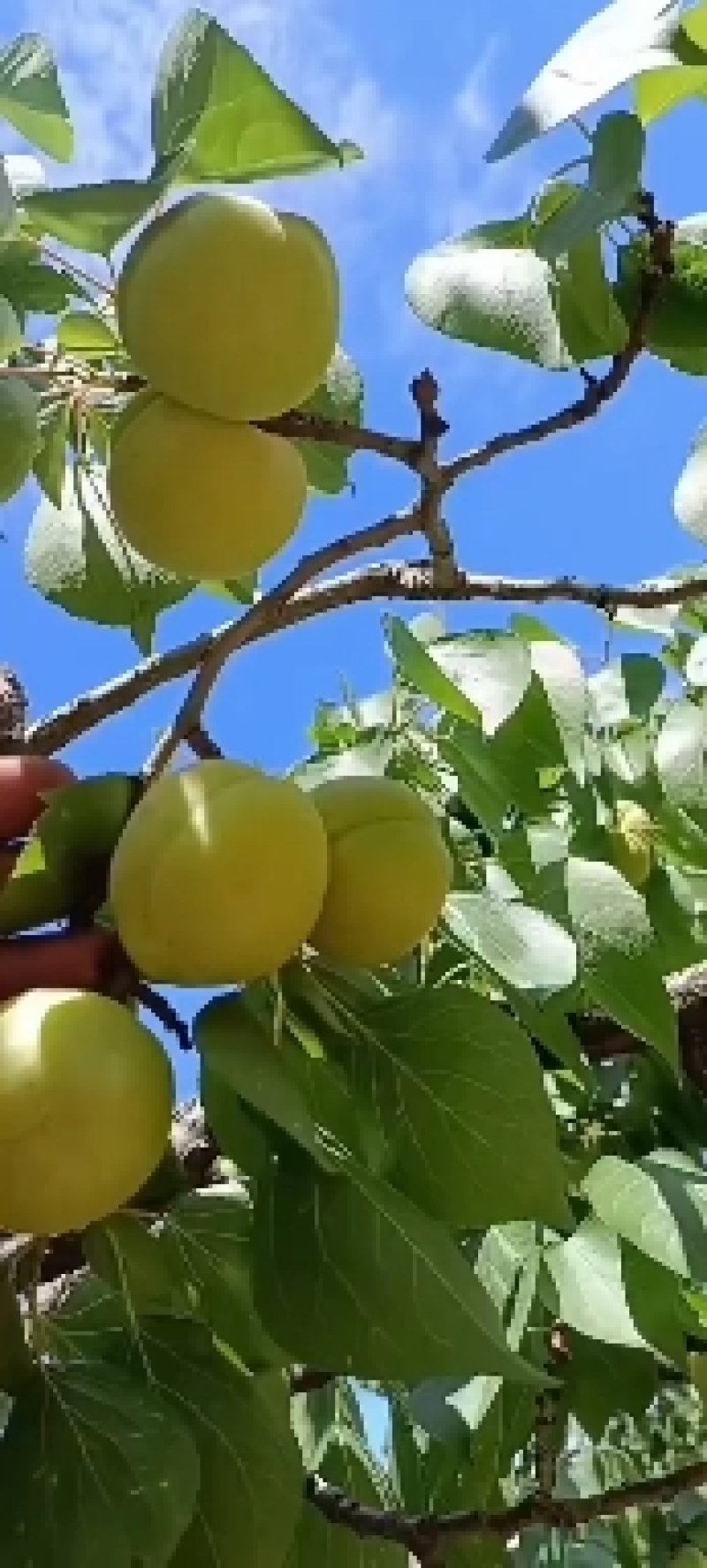 产地直供香白杏