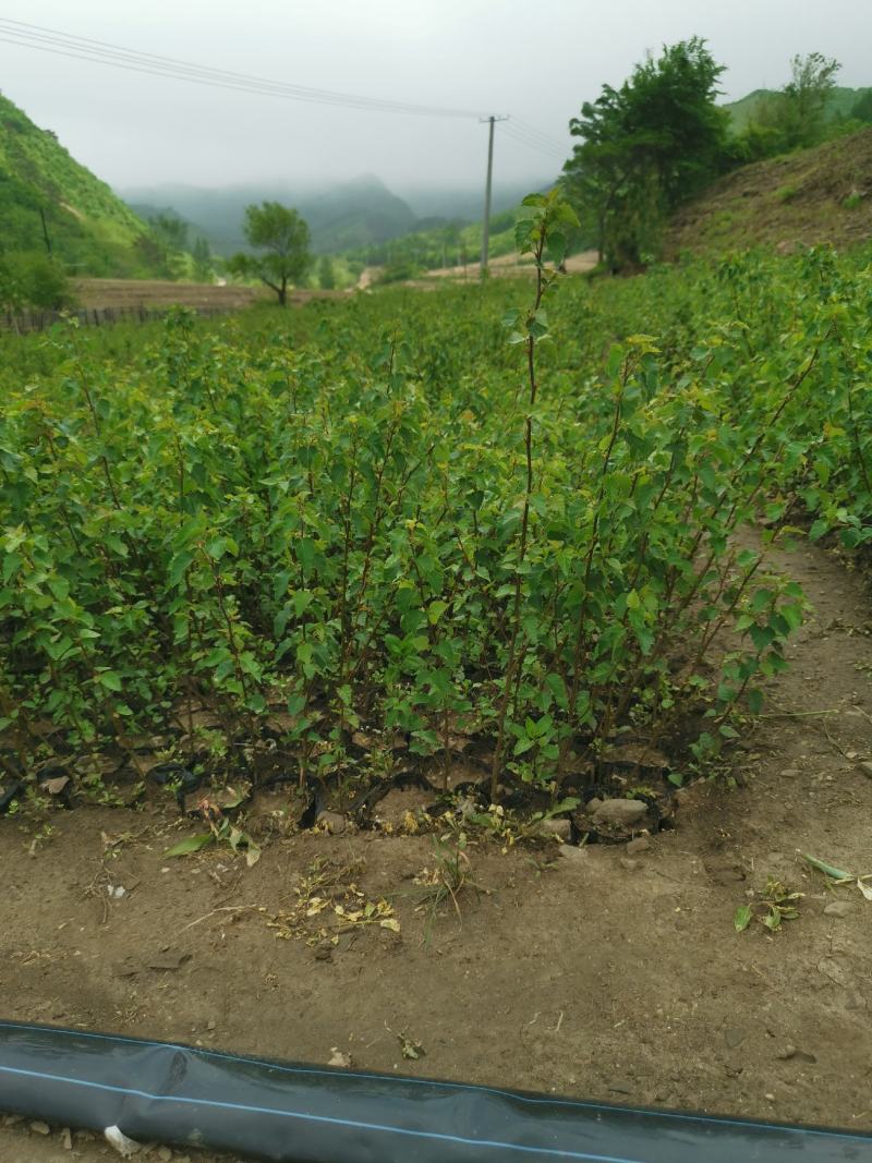种苗白桦杯苗白桦树苗大小杯形都有欢迎咨询