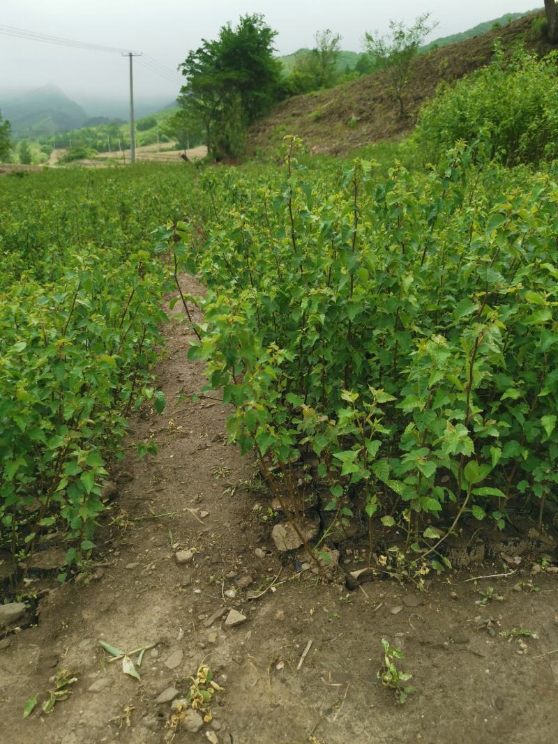 种苗白桦杯苗白桦树苗大小杯形都有欢迎咨询
