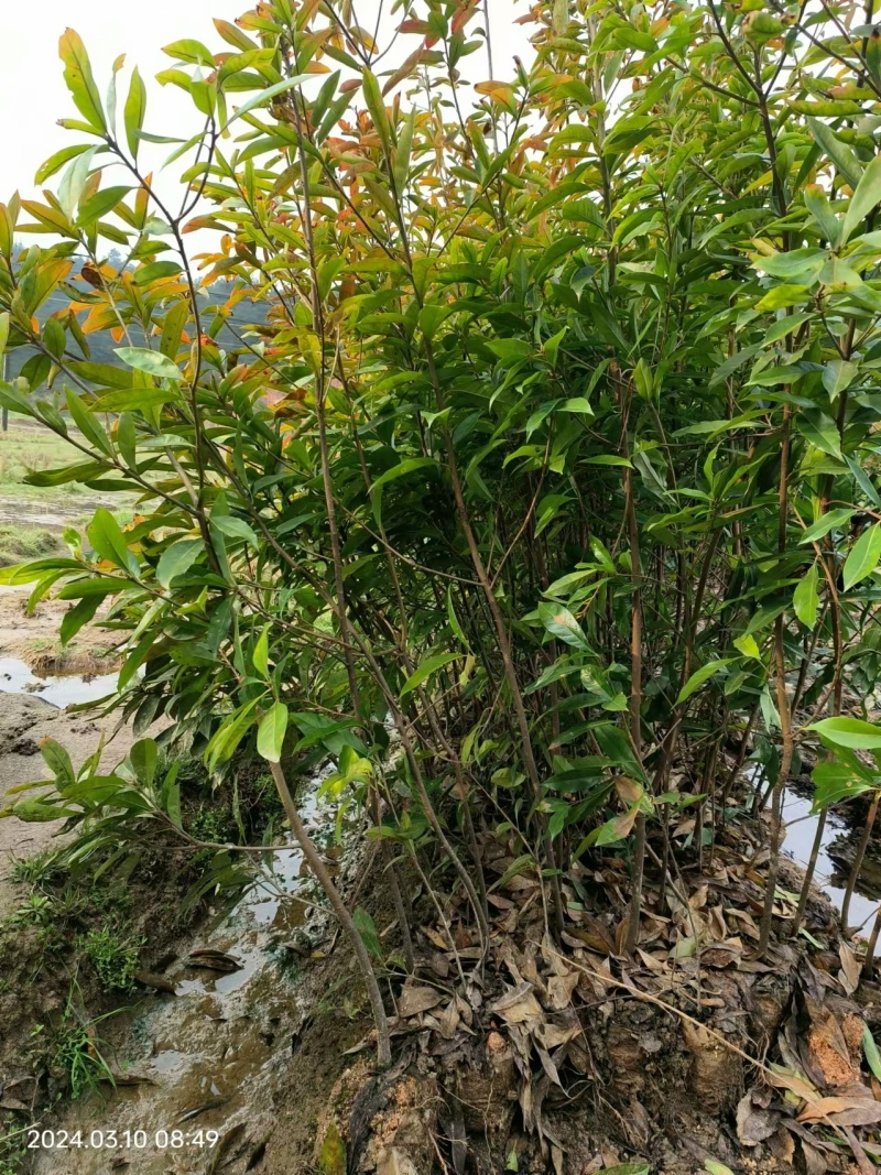 木荷袋苗，木荷杯苗，木荷地苗基地直销，量大从优！