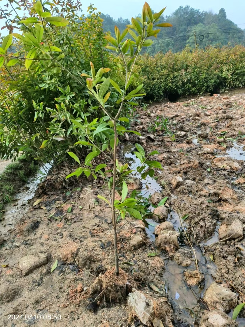 木荷袋苗，木荷杯苗，木荷地苗基地直销，量大从优！