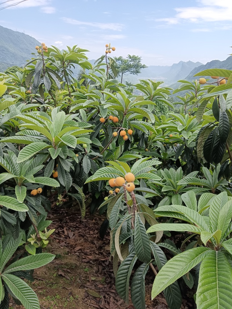 枇杷五星大枇杷甜产地直发量大从优欢迎老板洽谈