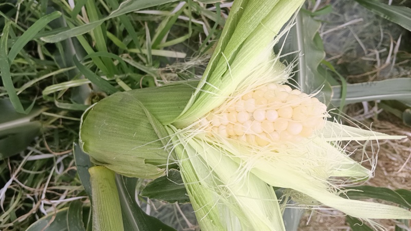 太阳花甜玉米