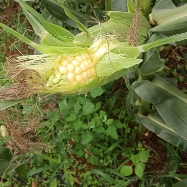 太阳花甜玉米