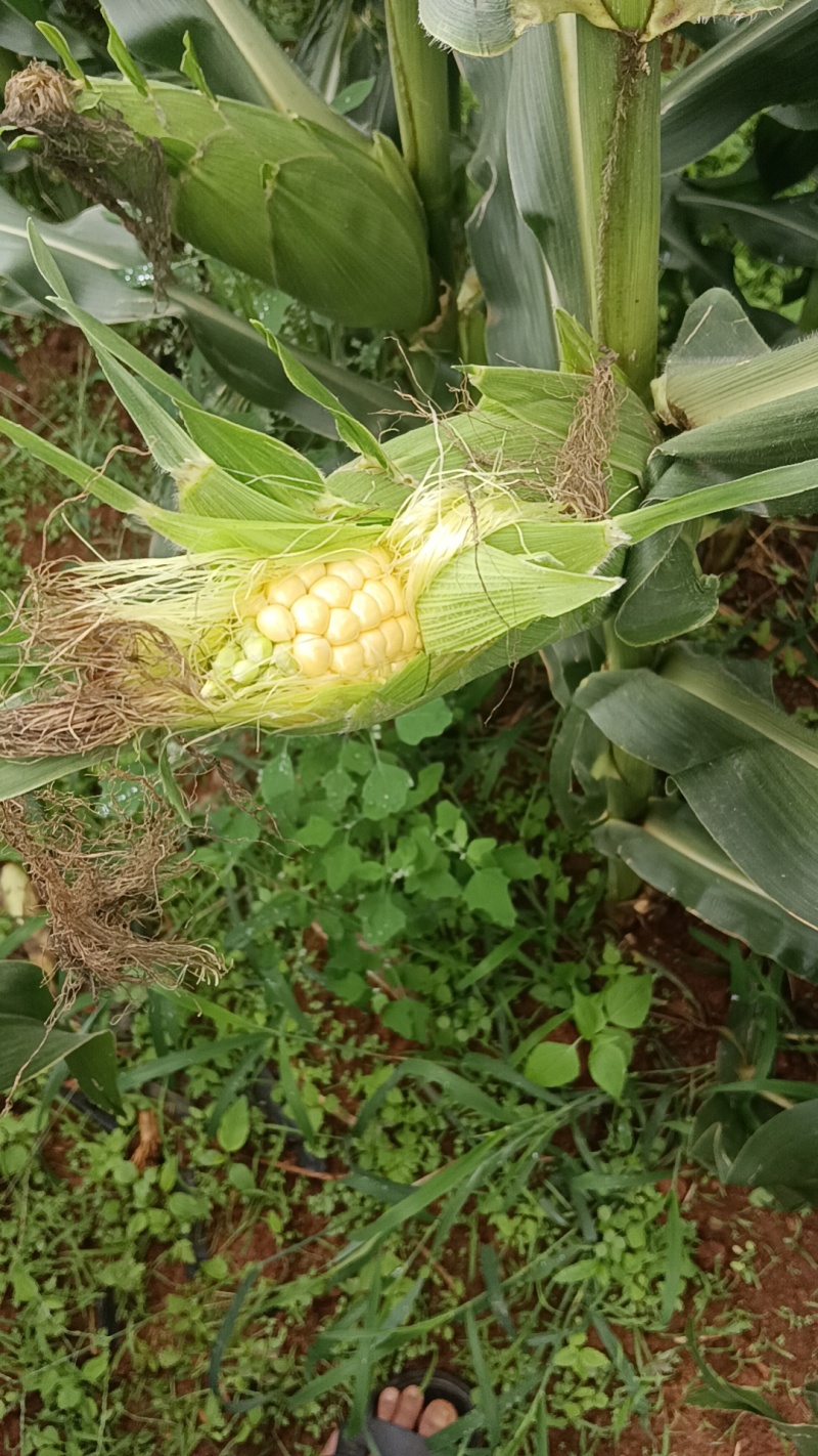 太阳花甜玉米
