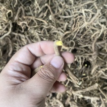 山东黄芩含量达标黄芩沂蒙山野生黄芩全国发货来电看货