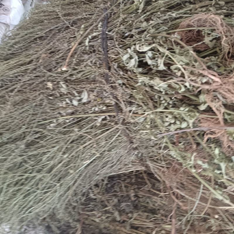 马鞭草