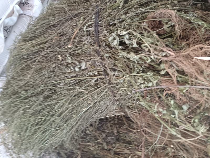 马鞭草
