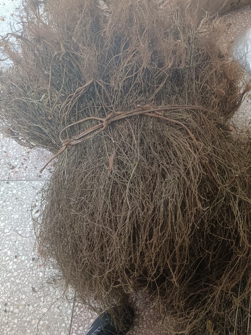马鞭草