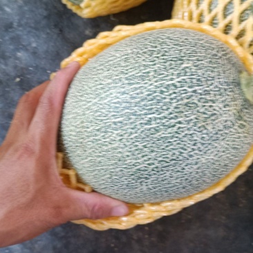 海南哈密瓜晓密25号散装货，货源充足，全国可发货。
