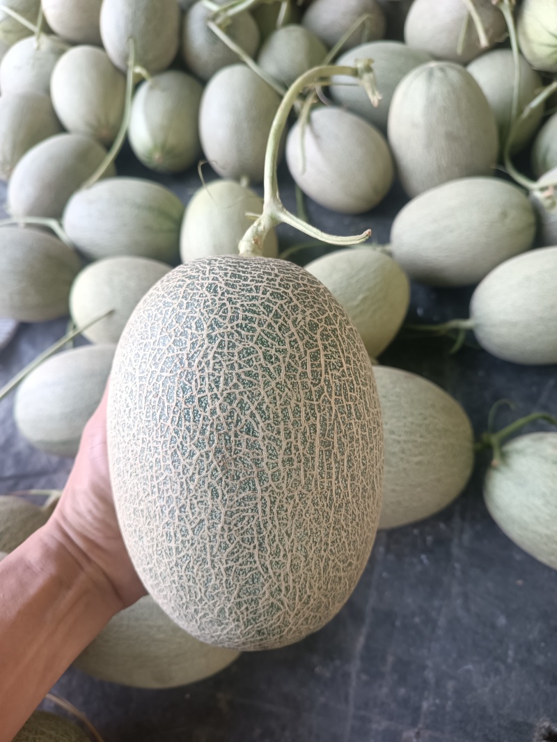 海南哈密瓜晓密25号散装货，货源充足，全国可发货。