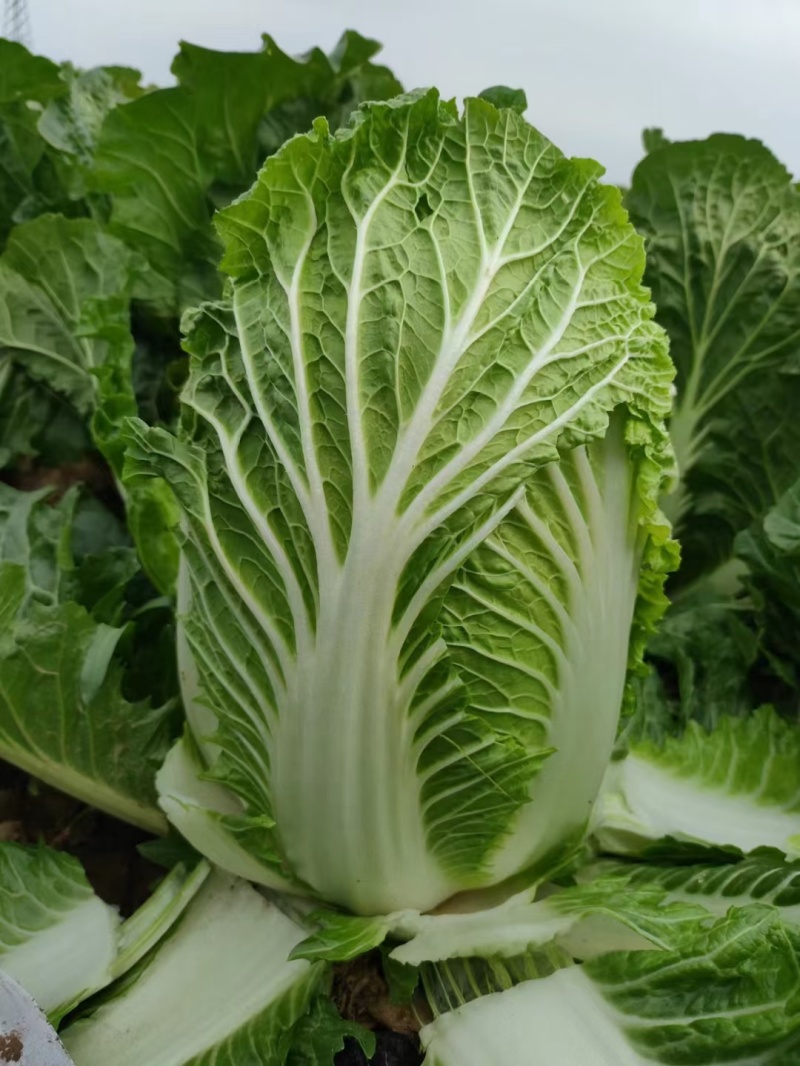 精品黄心大白菜，大量有货，价格便宜