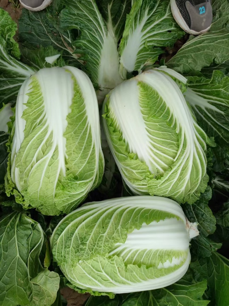精品黄心大白菜，大量有货，价格便宜