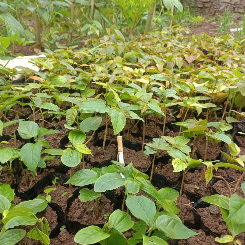 优质良种巴豆苗【异名】巴菽，江子，老阳子，双眼龙，猛子仁