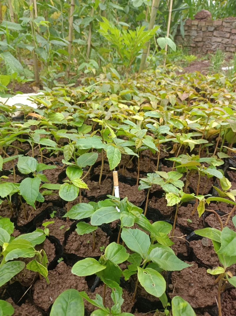 优质良种巴豆苗【异名】巴菽，江子，老阳子，双眼龙，猛子仁