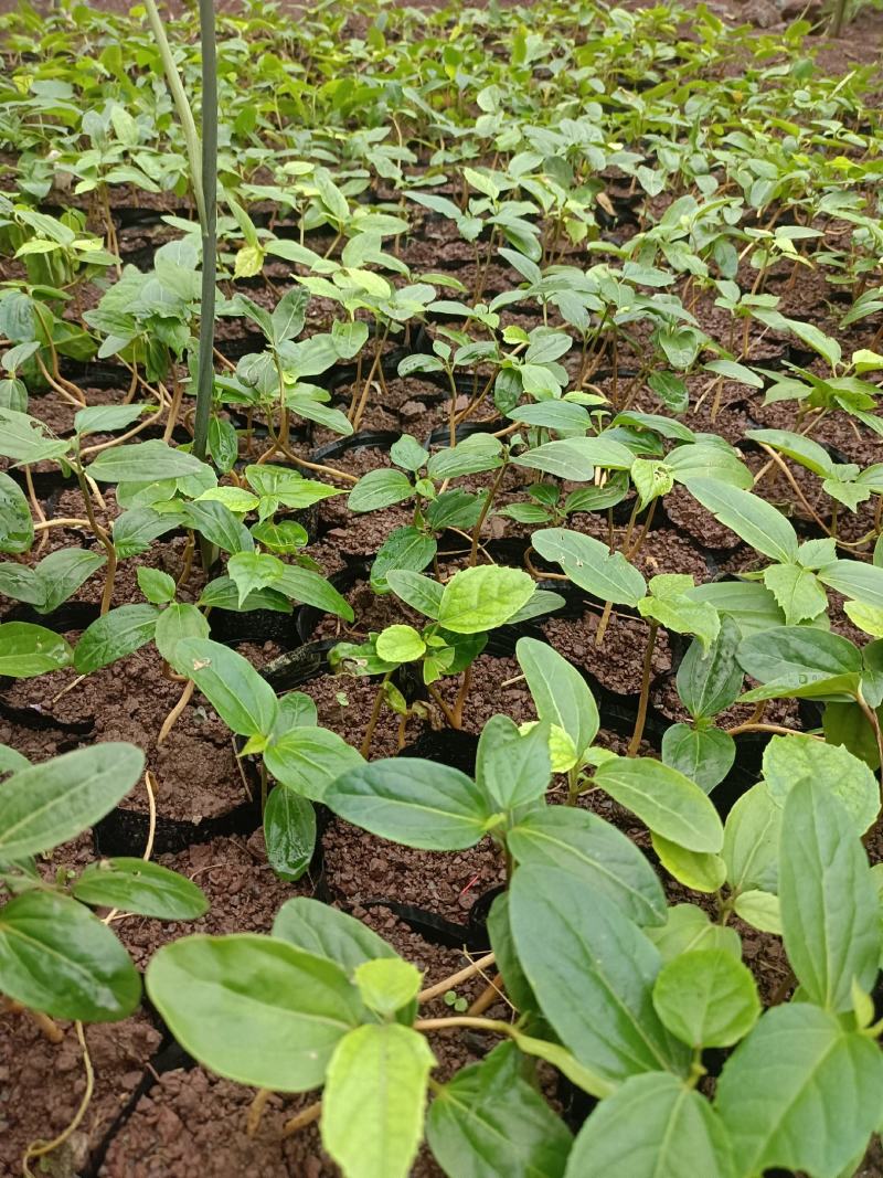 优质良种巴豆苗【异名】巴菽，江子，老阳子，双眼龙，猛子仁