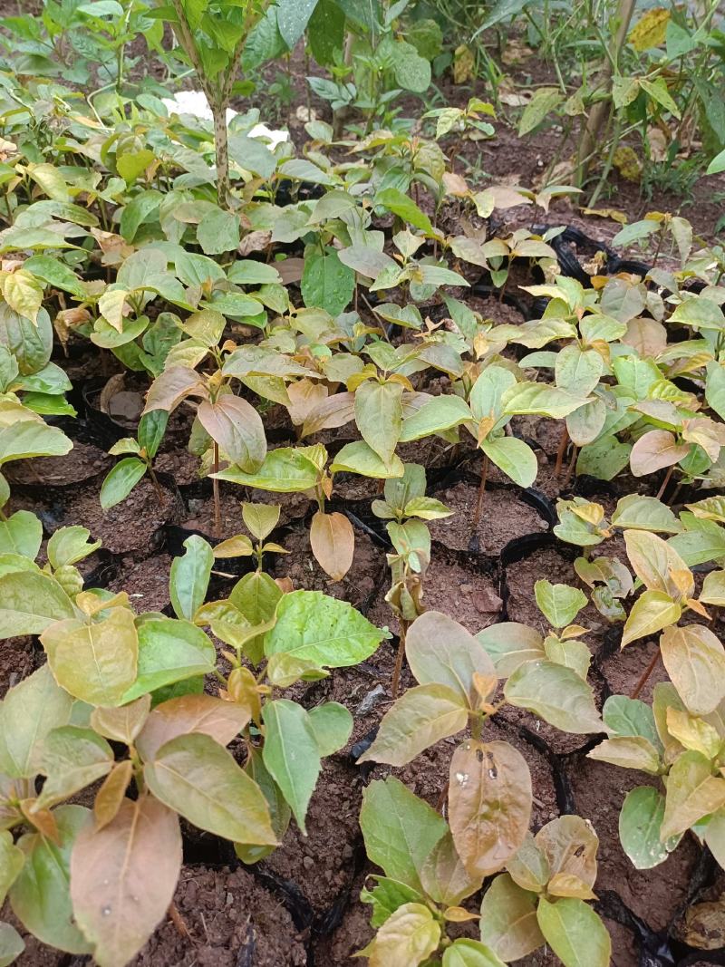 优质良种巴豆苗【异名】巴菽，江子，老阳子，双眼龙，猛子仁