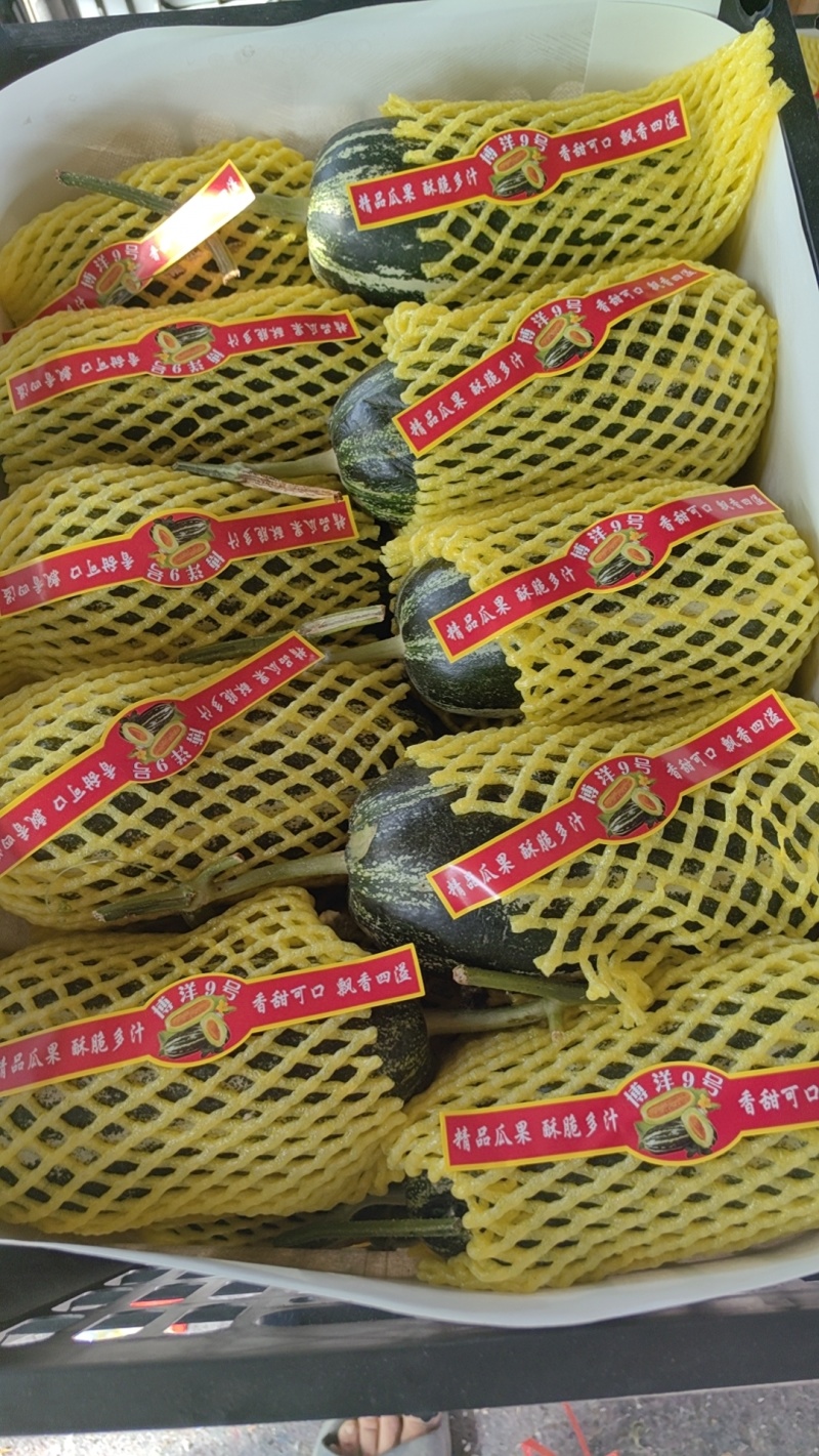 博洋九甜瓜，安阳产地直发，香甜可口，量大从优