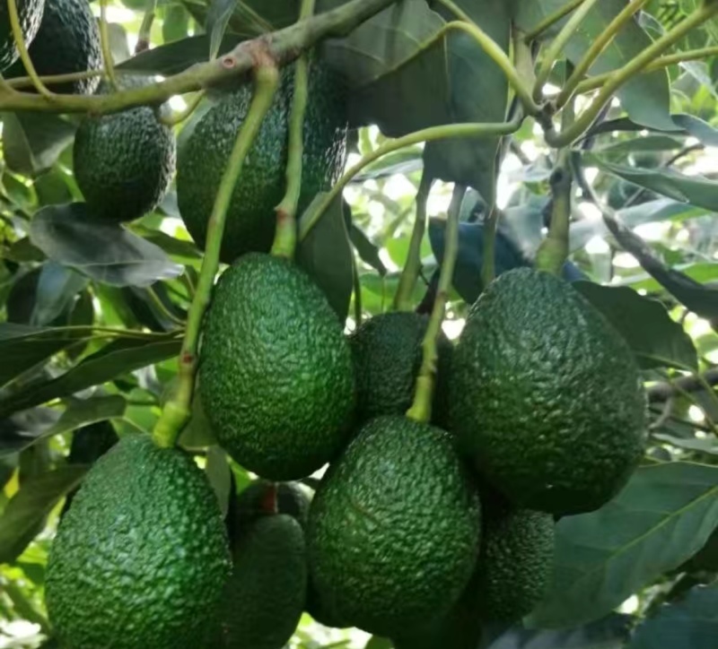云南牛油果