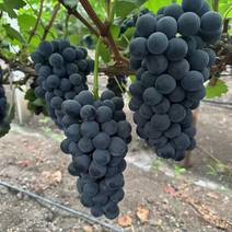 夏黑葡萄大量上市中产地直发新鲜采摘对接全国，免代收费