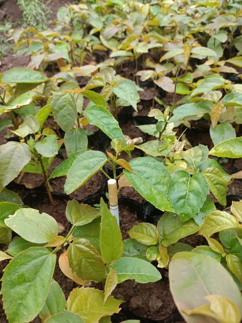 优质良种巴豆苗【异名】巴菽，江子，老阳子，双眼龙，猛子仁
